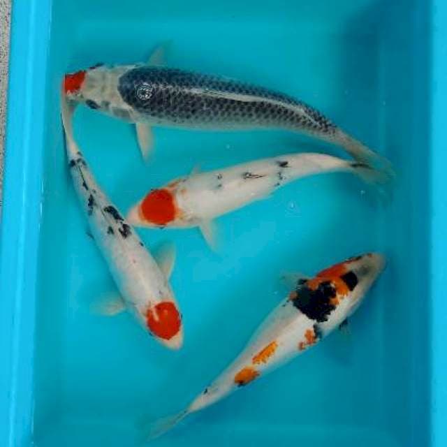MIX KOI 29 - 31 CM