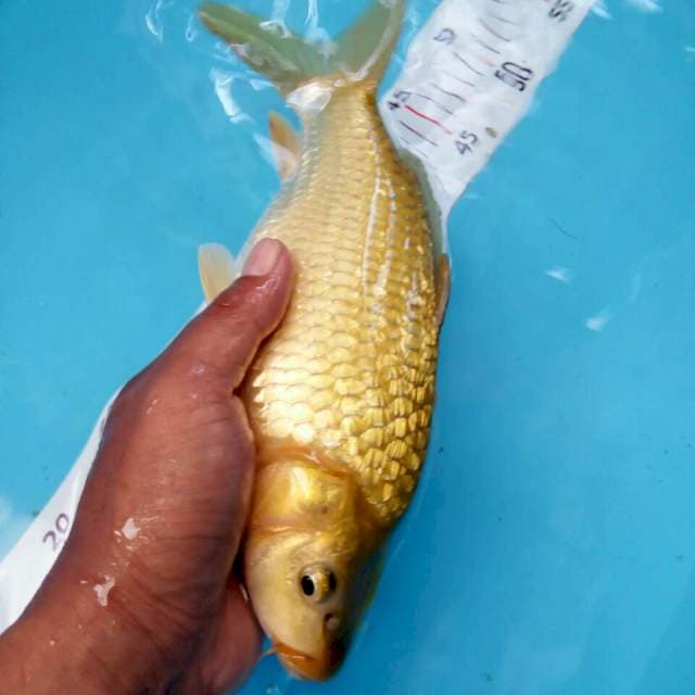 Chagoi bulky *27cm