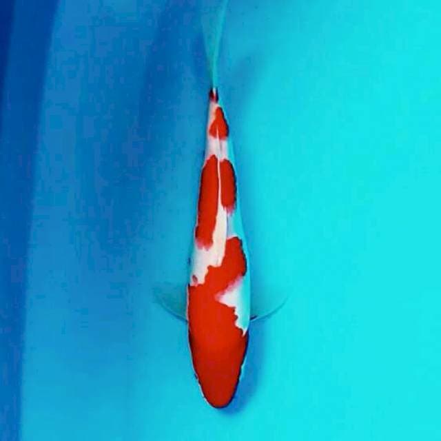Kohaku*28cm
