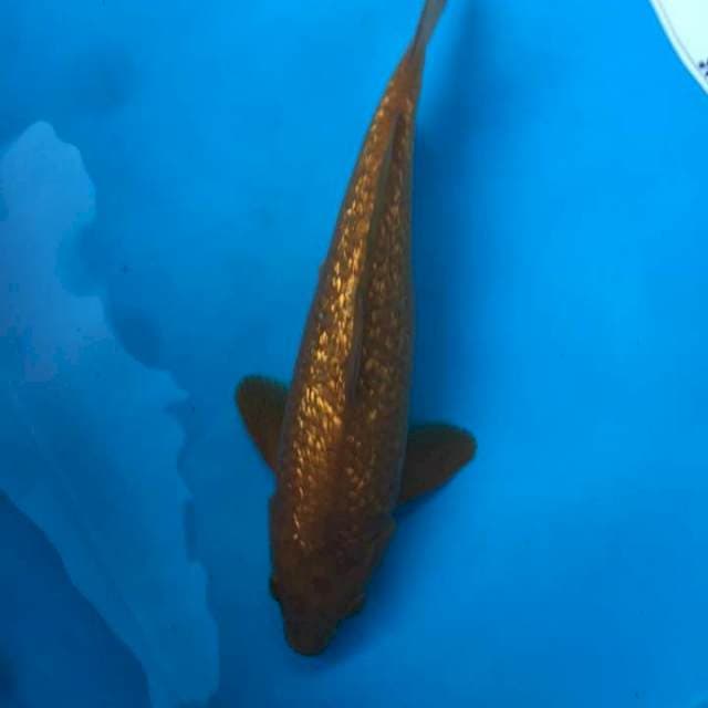 Chagoi ginrin mantep 25 cm