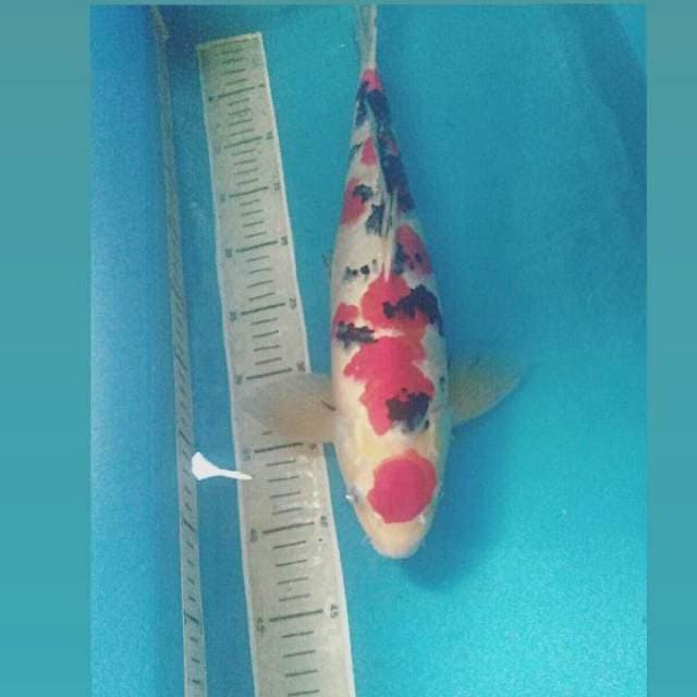 Sanke 40 cm Jantan