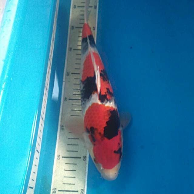 Showa 33cm Jantan