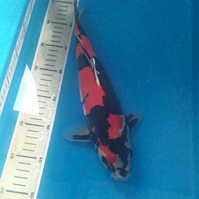 Showa Doitsu 34 cm Jantan