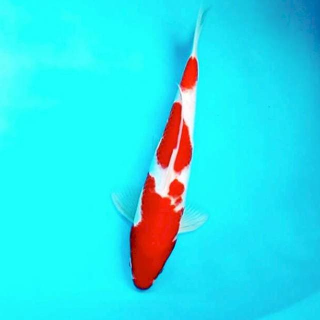 Kohaku 3 Step 32 cm
