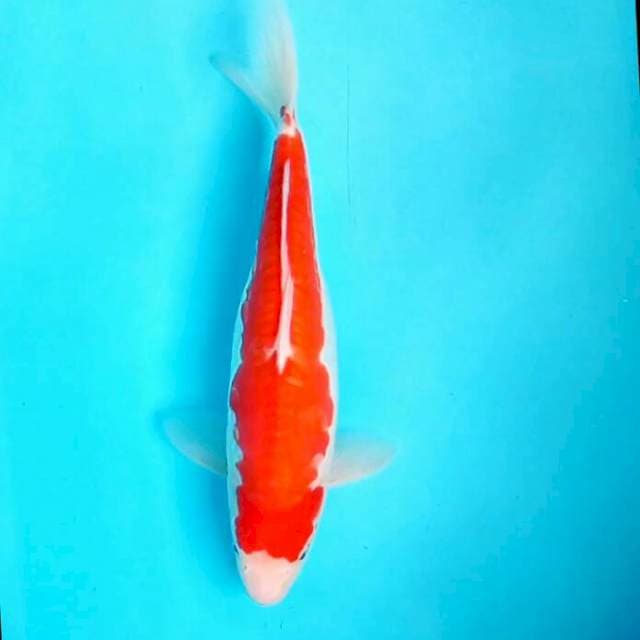 Doitsu Kohaku 36cm