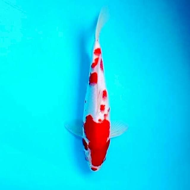 Kohaku Fujitsu 29cm