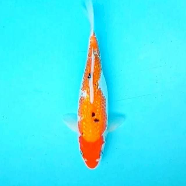 Sanke Kuningan || 27 cm