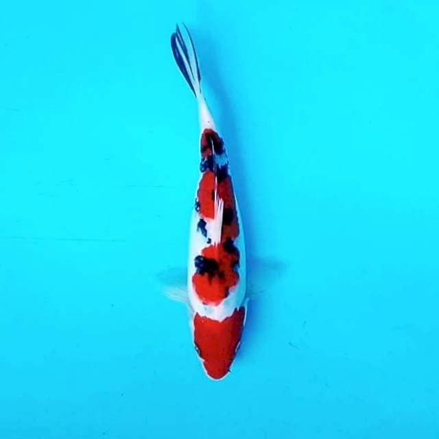 Mini Sanke || 25 cm