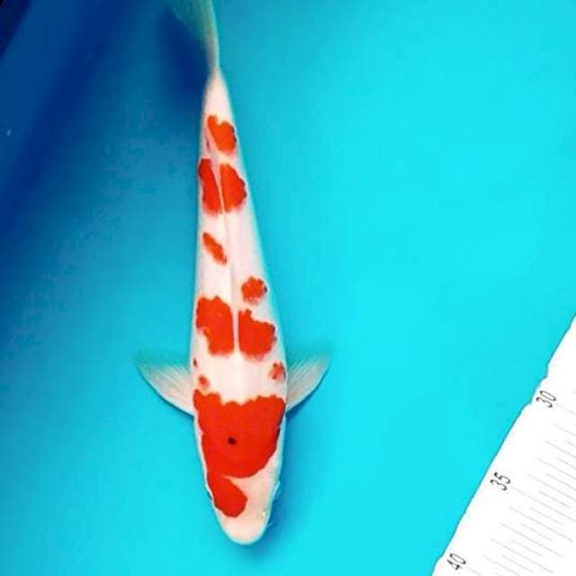 Big Sanke Sakura || 32 cm