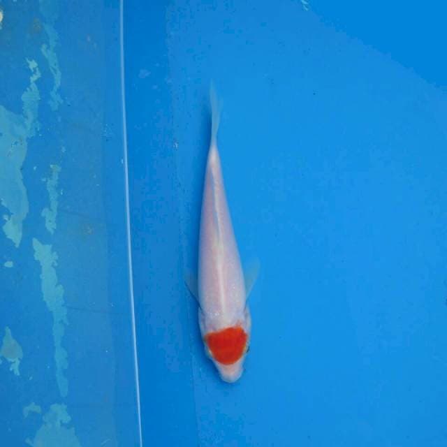 Tancho Kohaku F1