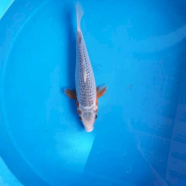 Asagi 33 cm