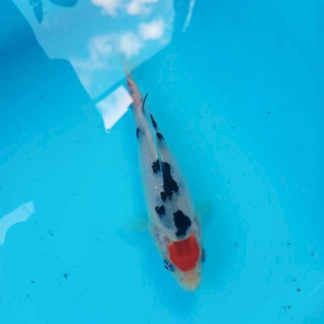Tancho sanke 15cm