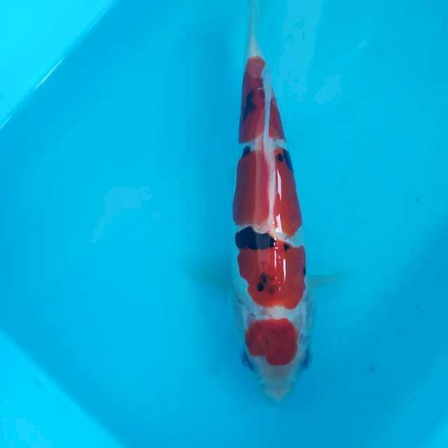 Sanke doitsu 25cm