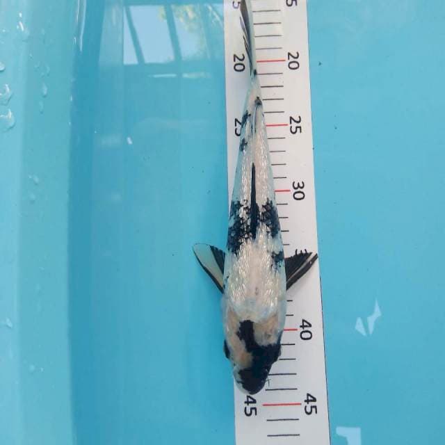 Shiro ginrin 28cm