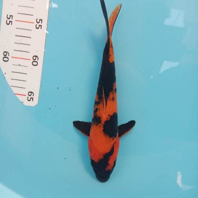 Hi utsuri 24cm