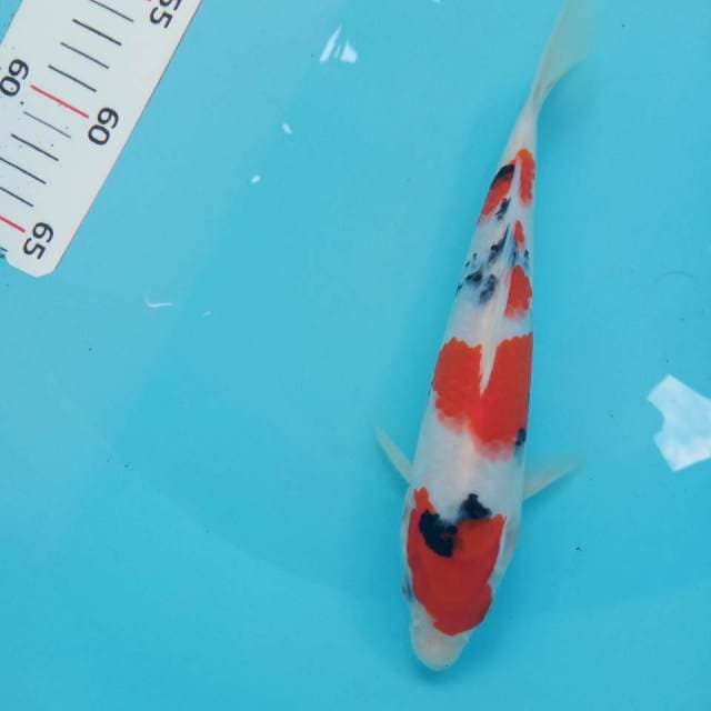 Sanke 23cm
