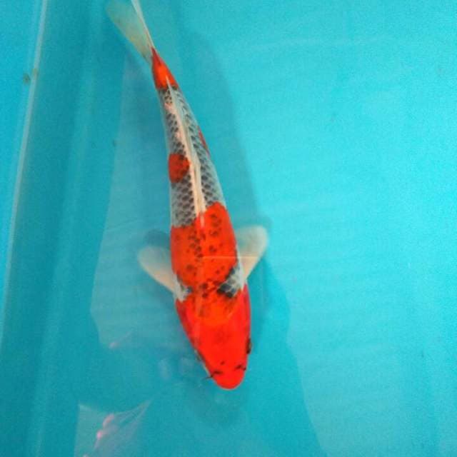 Goshiki strong 29cm