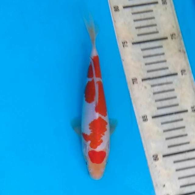 Original kohaku HQ 19cm