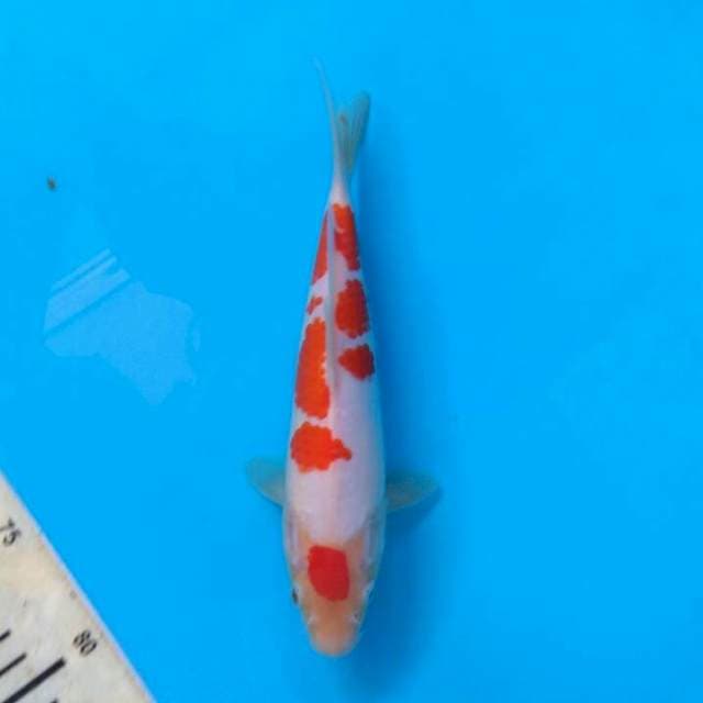 Original maruten kohaku HQ 21cm