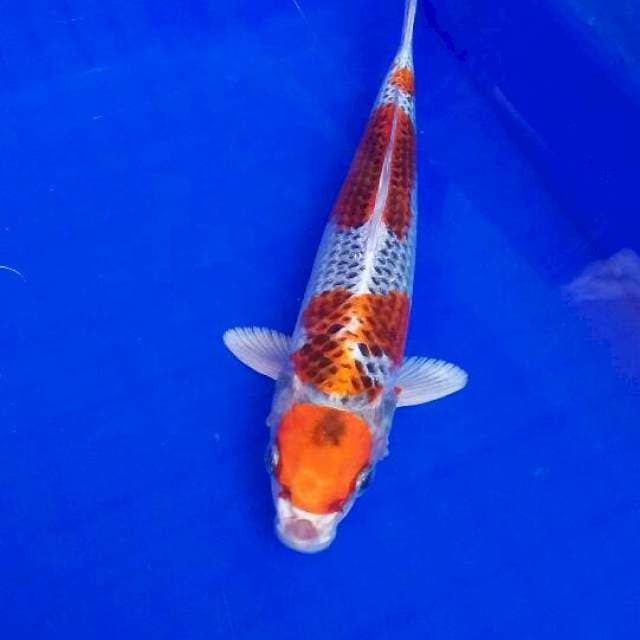 Maruten kojaku