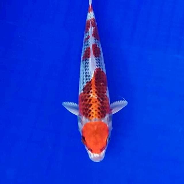 Maruten kojaku