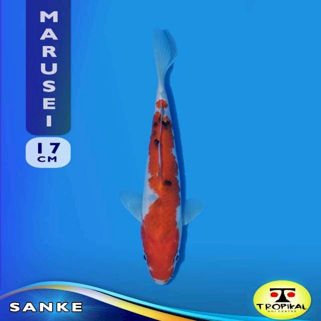 Sanke (Marusei Farm) 17cm. Import & Breeder Sertifikat