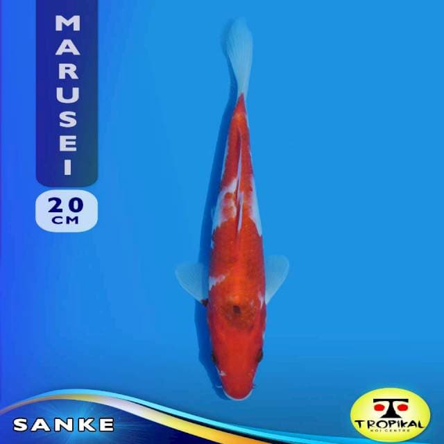 Sanke (Marusei Farm) 20cm. Import & Breeder Sertifikat