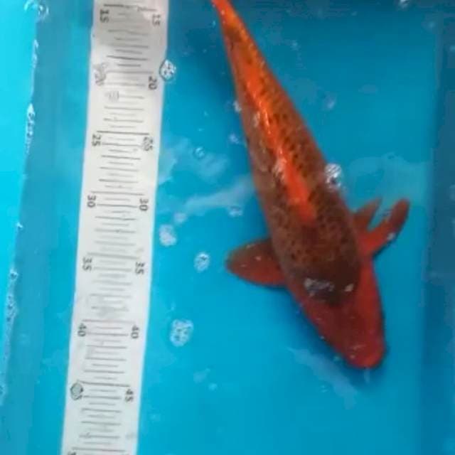 Matsuba ginrin 30bu
