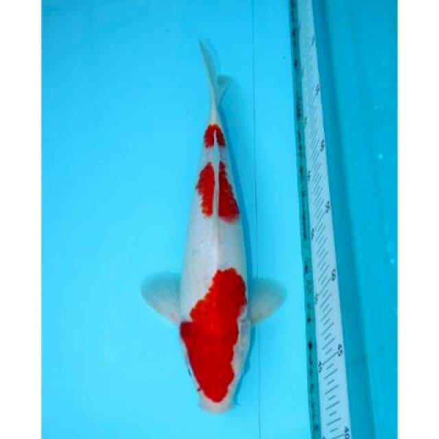 KOHAKU SANDAN 30 CM MALE