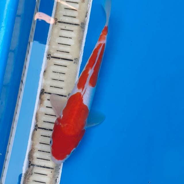 Sandan Kohaku