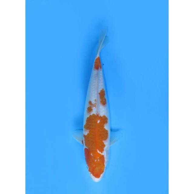 Kohaku, 37cm
