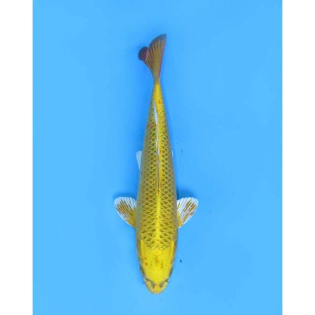 Kin Matsuba, 35cm