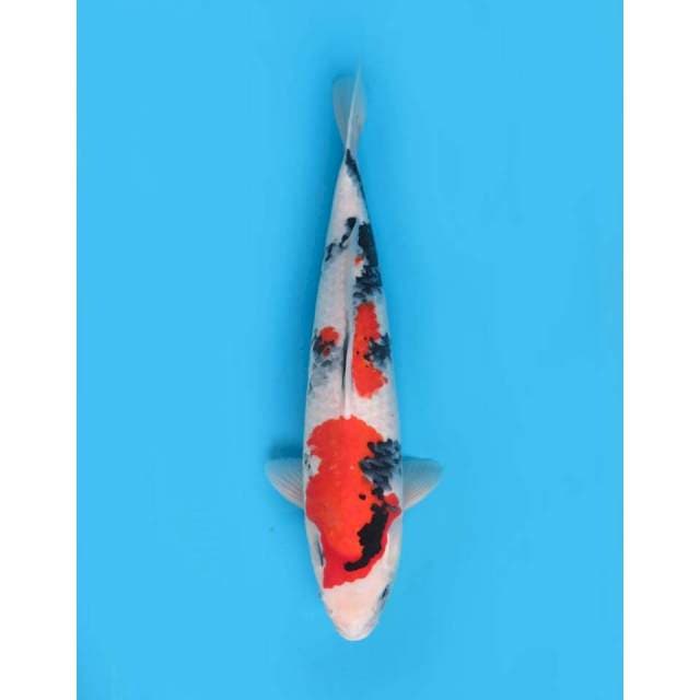 Jumbo Showa F1, 55cm - Male