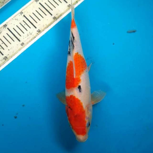 Showa tategoi 32