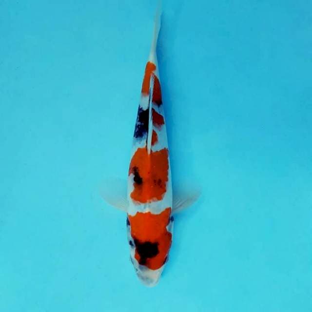 AKARA 5 - SHOWA EVOLUTION ®
