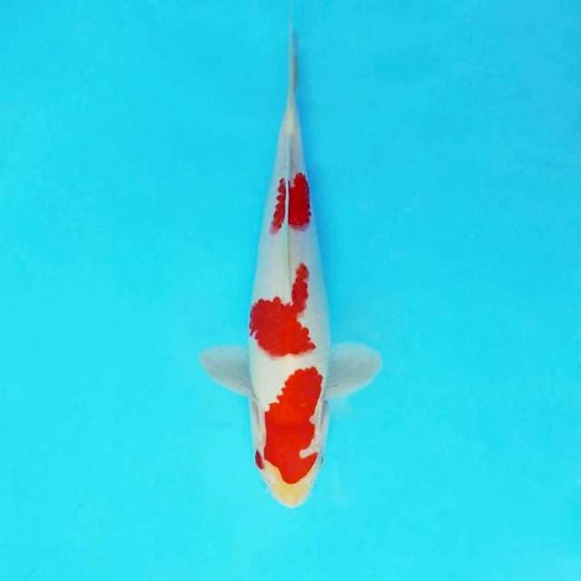 AKARA 6 - KOHAKU 3 STEPS ®