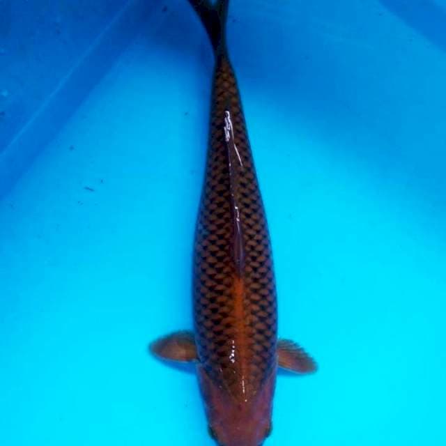 tembaga