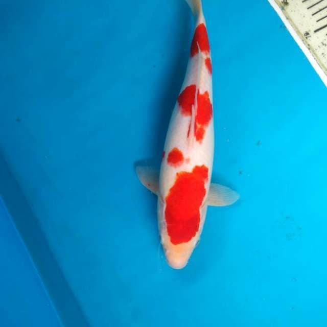 Kohaku 34