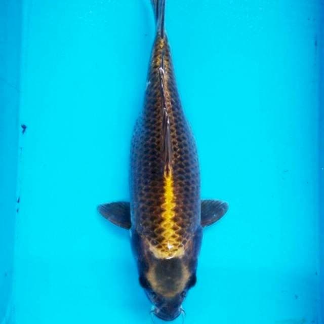 Mukashi shortbody