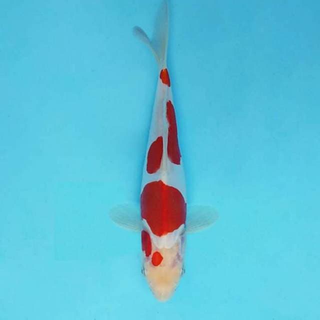 AKARA 11 - KOHAKU DOITSU ®