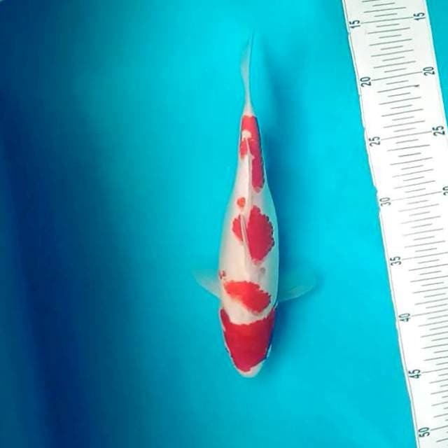 A. Kohaku # 28cm
