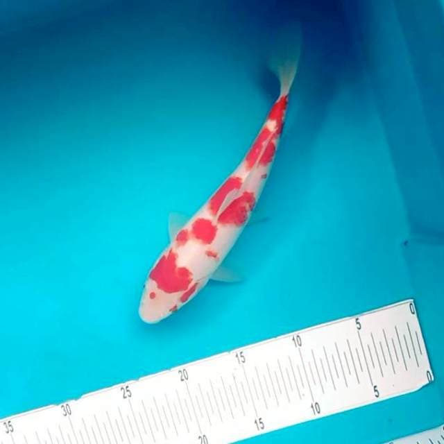 D. Kohaku # 27cm