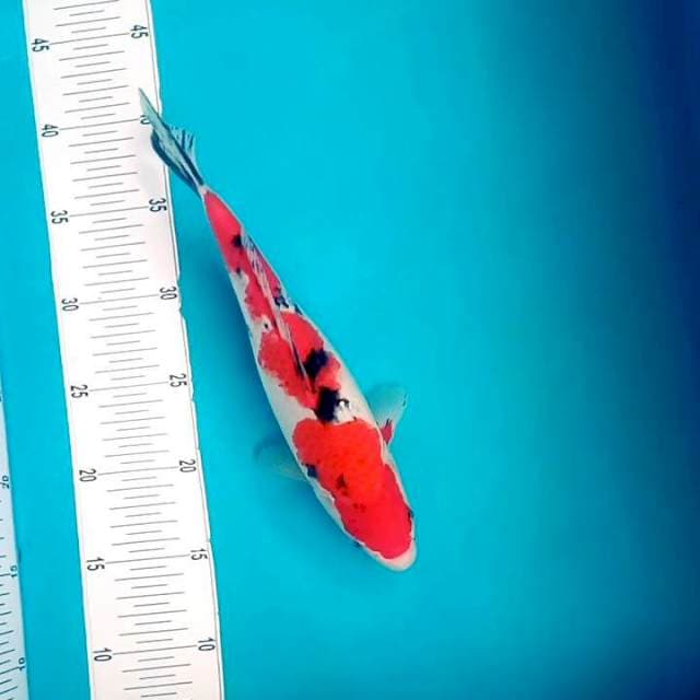 H. Sanke # 30cm