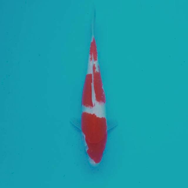 J. Kohaku # 27cm