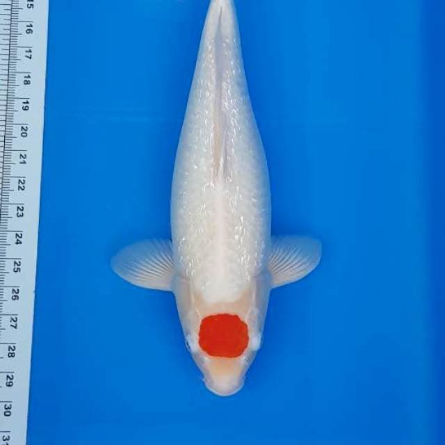 TANCO KOHAKU 46CM (FEMALE)