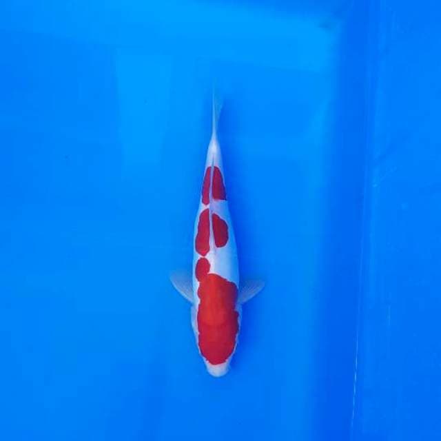 Doitsu kohaku 23cm (Murni doitsu)
