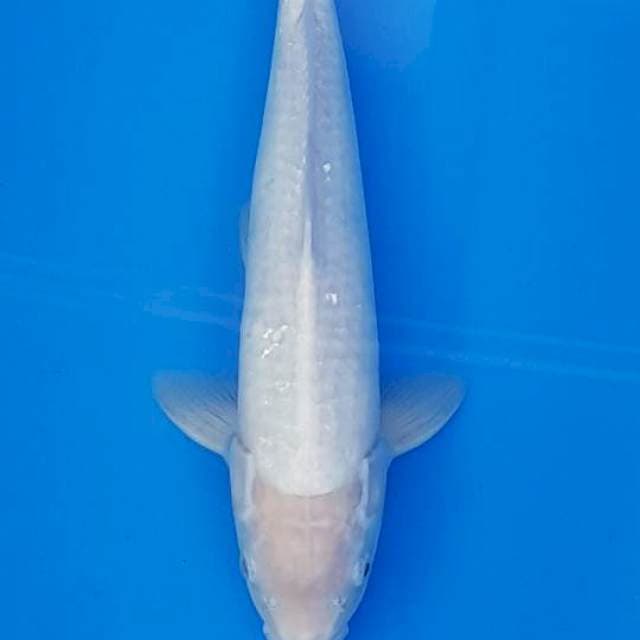 SHIROMUJI 40CM (JANTAN)