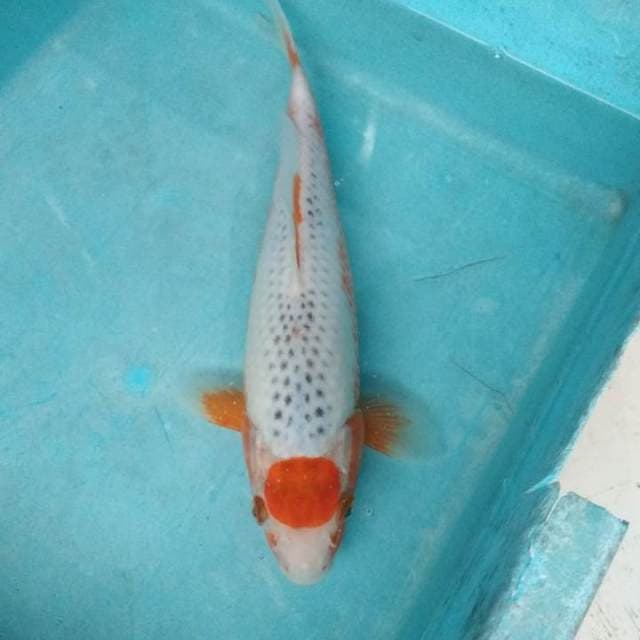 Tancho mizu ASAGI