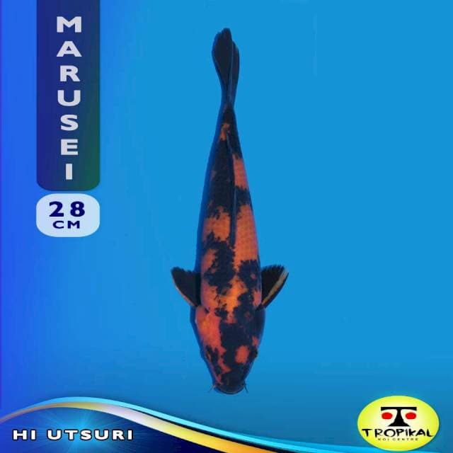 Hi Utsuri (Marusei Farm) 28cm. Import & Breeder Sertifikat