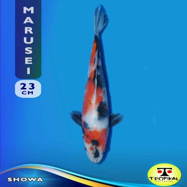 Showa (Marusei Farm) 23cm. Import & Breeder Sertifikat